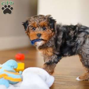 Jackson, Yorkie Poo Puppy